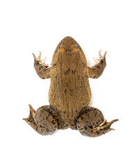 Image of Chinese edible frog, East Asian bullfrog, Taiwanese frog (Hoplobatrachus rugulosus) isolated on a white background. Amphibian. Animal.