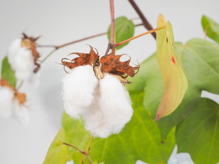 Close-up Arabian cotton (Gossypium herbaceum) hang on branches with with green leaves on white background.
