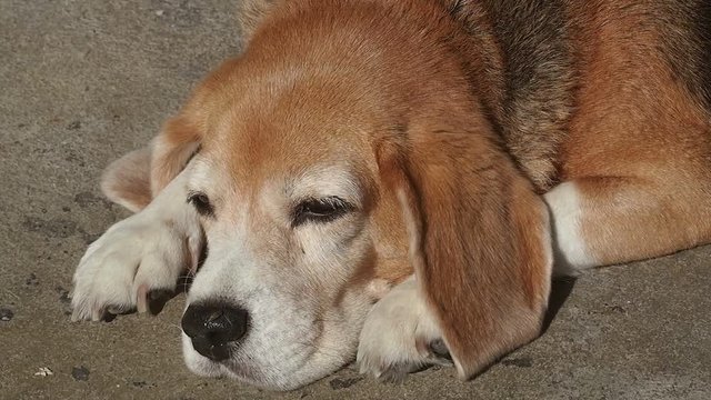 Adorable beagle dog slepping on floor under sunlight