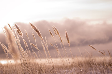 Frosty morning in the winter forest. Spikelets and blades of grass in hoarfrost on the background of a snowy field and forest.
