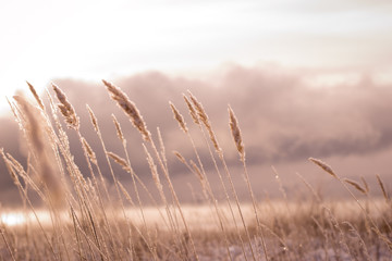 Frosty morning in the winter forest. Spikelets and blades of grass in hoarfrost on the background...