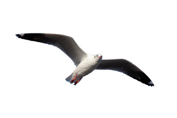 seagull white background