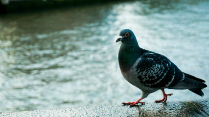 Friendly and Cunning Creature Pigeon