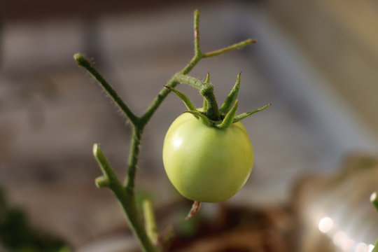 Green tomato stock photo