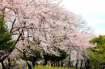 満開の桜の花　満開の桜　サクラの花風景　桜の花