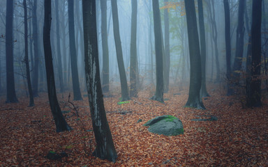 Autumn trees in the fog