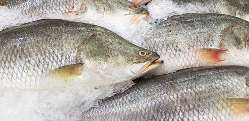 Many fresh Asian seabass, giant seaperch, barramundi or silver seaperch fish freezing on ice at seafood market or supermarket. Scientific name of fish is  Lates calcarifer.