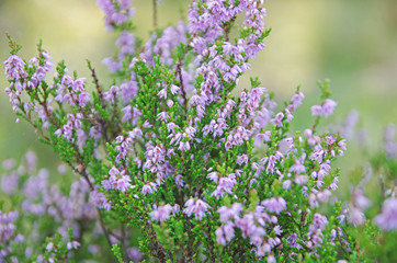 Naklejka premium Kwiaty na łące