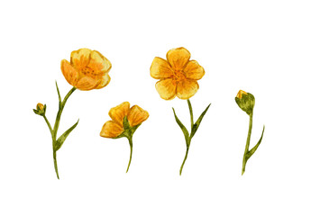 ummer buttercups yellow, wildflowers, watercolor