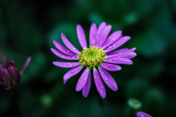 Obraz premium OLYMPUS DIGITAL CAMERA