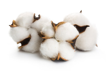 several flowers of cotton isolated on a white background
