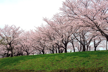 満開のサクラ並木　サクラ並木　満開の桜　サクラの花