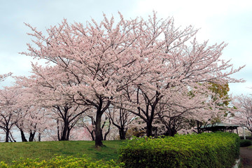 満開のサクラ並木　サクラ並木　満開の桜　サクラの花