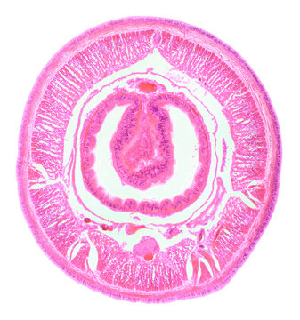 Cross section of Planarian under the microscope (Planaria C.S.)