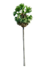 Sugar palm tree isolated on white Background.