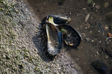 Deichsparziergang am Morgen