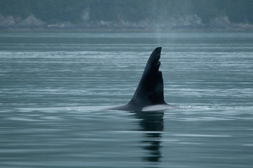 Fototapeta premium Male Orca with Damaged Dorsal Fin