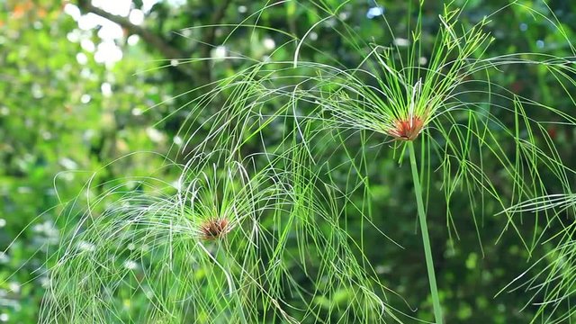 Close up of Egyptian paper plant or papyrus plant or papyrus sedge or paper reed or nile grass growing in ornamental flower garden