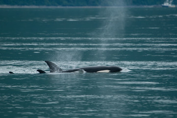 Fototapeta premium Orca Mom and Baby, Alaska