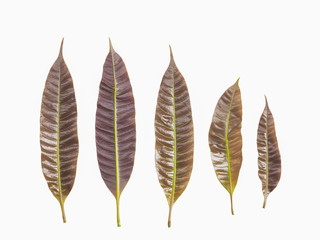 Top view red young mango leaves isolated on white background.