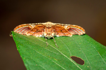 Image of brown moth on the green leaves. Insect. Animals