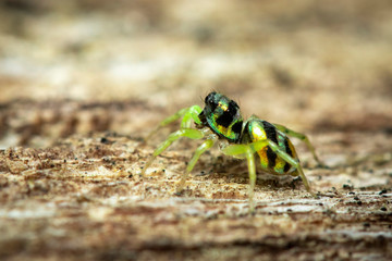 Image of jumping spiders (Salticidae) on a natural background., Insect. Animal.