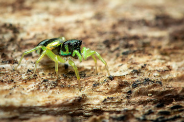 Image of jumping spiders (Salticidae) on a natural background., Insect. Animal.