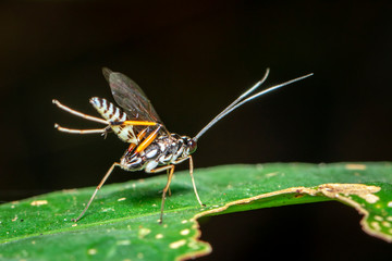 Close-up of of long-legged flies on green leaf on a natural background. Insect. Animal.