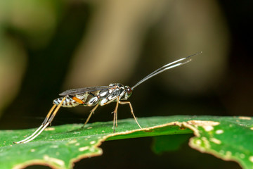 Close-up of of long-legged flies on green leaf on a natural background. Insect. Animal.