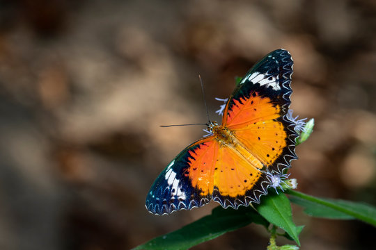 Image of Leopard lacewing Butterfly(Female) on a natural background., Insect. Animal.