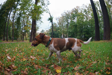 Portrait of small dog Jack Russell Terrier  walking in the city park in autumn day. Natural lights. Concepts of dog-walking. 