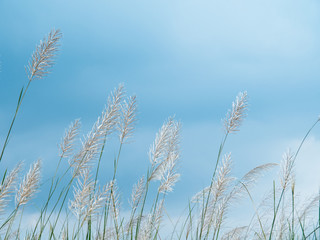 field of flowers, white flowers, field background, flowers background. summer background. White fluffy grass cereals against the blue clear sky background