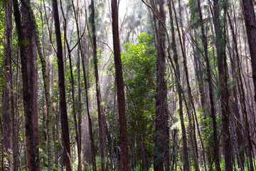 forest of the Kawela Bay Beach Park at Oahu, Hawaii