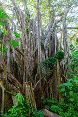 huge banyan tree at the Kawela Bay Beach Park at Oahu, Hawaii