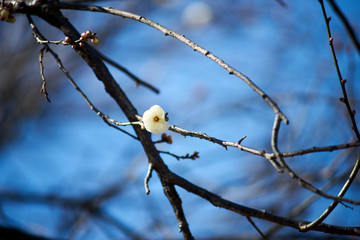 一輪の花・梅の花・アップ