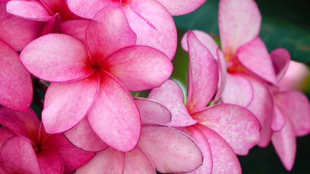 4K Nature close up of pink plumeria flower on a tree branch tropical garden Paradise tropical flower moving in the wind