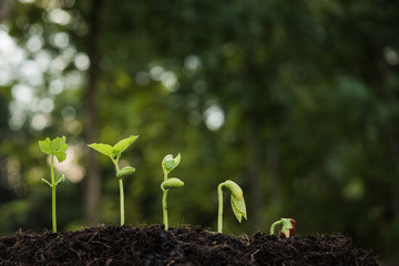 the seedling are growing from the rich soil to the morning sunlight that is shining, seedling, cultivation. agriculture, horticulture. plant growth evolution from seed to sapling, ecology concept.