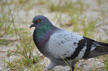 Portrait of one wild pigeon. Wild pigeon walks on the sand with grass. Side view. Ground level...