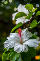 A white Hawaiian Hibiscus in Maui, Hawaii