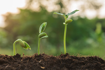 the seedling are growing from the rich soil to the morning sunlight that is shining, seedling, cultivation. agriculture, horticulture. plant growth evolution from seed to sapling, ecology concept.