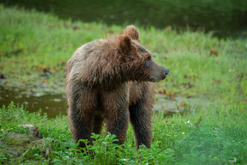 Wary Young Bear, Pack Creek