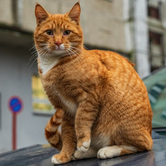 Cute red stray cat sitting on the hood of the car on the street. Animal and homeless concept.