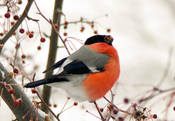 Bullfinch sitting on a branch and eating berries. Male common red bullfinch in winter in snowfall....
