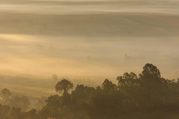 Morning mist covered by trees at Khao Takhian Ngo Phetchabun in Thailand