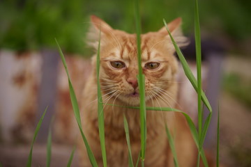 Naklejka na ściany i meble A beautiful thoroughbred red cat walks on the lawn, eats grass, sits, looks at the camera.