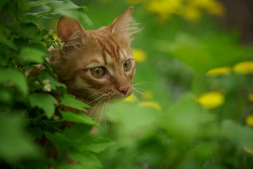 A beautiful thoroughbred red cat walks on the lawn, eats grass, sits, looks at the camera.