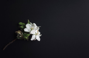 Apple petal and flowers are beautiful lay out on a black background. Minimalist composition. Spring mood, flowering plants. Copy space.