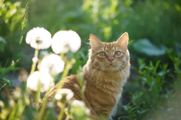 A beautiful thoroughbred red cat walks on the lawn, eats grass, sits, looks at the camera.