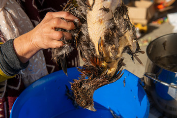 close up of woman plucking a pheasant