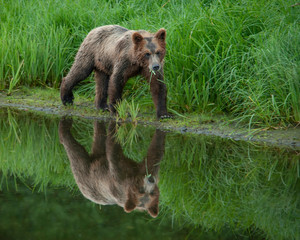 Brown Bear Reflection, Pack Creek
